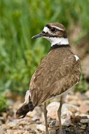 Birds That Lay Eggs On The Ground 1205 1189 Killdeer Pet Birds Killdeer Backyard Birds