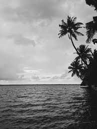 Grayscale Photography Of Palm Trees Beside Sea Photo Free Black And White Image On Black And White Beach Black And White Wallpaper Black And White Background