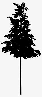 Black tree silhouette set of thailand no.16 isolated on white background. Black Tree Silhouette Png Spruce Tree Silhouette Png Png Image Transparent Png Free Download On Seekpng