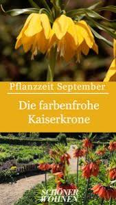 Die Farbenfrohe Kaiserkrone Verdankt Ihren Namen Der Anordnung Ihrer Bluten Pflanzen September Herbst Pfla Pflanzen Kaiserkrone Pflanzen Balkon Pflanzen