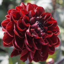 Observe the blooming of a star dahlia flower. Dahlia Manoa