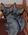 Sphynx Kittens For Sale by Reputable Breeders | Pets4You