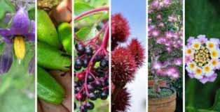 Savesave plantas para curar la diabetes for later. Plantas Medicinales Para La Diabetes 20 Del Amazonas