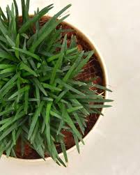 Image result for Ophiopogon