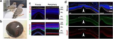 The potential role of Arhgef33 RhoGEF in foveal development in the zebra  finch retina | Scientific Reports