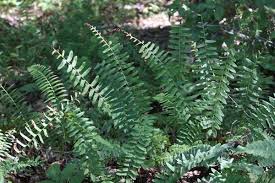 Image result for Polystichum