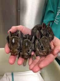 Baby Rabbit Growth Pictures 2019