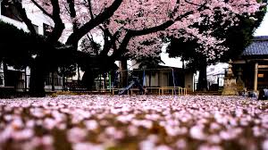 2yr · insolent_swine · r/natureisfuckinglit. Sakura Tree Spring Japan Wallpaper Wallpaper 1920x1080 Download Hd Wallpaper Wallpapertip
