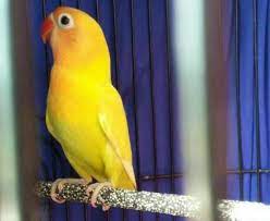 Maybe you would like to learn more about one of these? Ciri Ciri Lovebird Pastel Kuning Beserta Harganya Terupdate