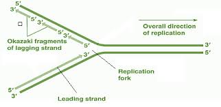 Q4.7. In Dna Replication, What Is The Difference Between The Leading And Lagging  Strands? In The Leading Strand, Dna Is Synthesized 5'->3′, While The  Direction Of Synthesis In The Lagging Strand May” style=”width: 100%; height: auto; title=”Q4.7. In Dna Replication, What Is The Difference Between The Leading And Lagging  Strands? In The Leading Strand, Dna Is Synthesized 5′->3′, While The  Direction Of Synthesis In The Lagging Strand May”><figcaption style=