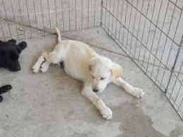 Adopt Puppies On Petfinder Puppies Retriever Puppy Labrador Retriever