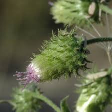 Image result for Laggera gracilis