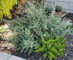 Image result for Rhagodia