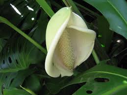 Flowers and their names in nigeria. Hedges Shade Plants The Trees Flowers Of Whangarei