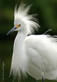 Wild Bird With Crazy Hair Snowy Egret Aves Blancas Aves Exoticas Aves