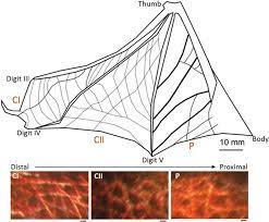 Bat wings tutorial 1 3 wings drawing wings art drawings. Bat Wing Anatomy Top Blood Vessel Tracing For Common Pipistrelle P Download Scientific Diagram