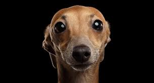 That translates to about ½ to ¾ cup of dog food. Italian Greyhound The Darling Speedy Little Dog Breed