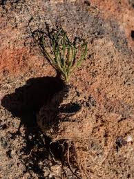 Image result for Drimia