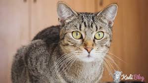 Kedi Yasi Nasil Hesaplanir Kedi Yasi Hesaplama Otomatik Kedi Blog