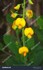 Image result for Crotalaria pisicarpa