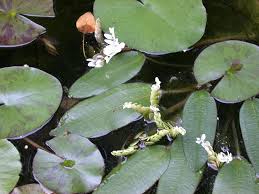 Image result for Aponogetonaceae