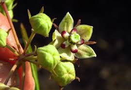 Image result for Asclepias palustris