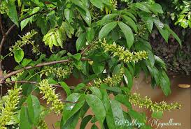 Image result for Crudia