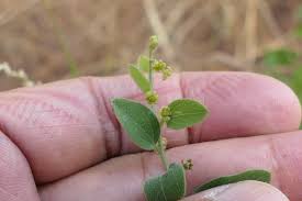 Image result for Cocculus hirsutus