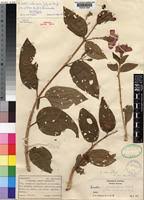 Image result for Dissotis trothae