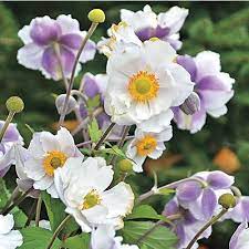 Dreaming Swan Windflower Anemone Plants Perennials
