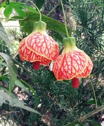 Image result for Abutilon sp.no.2