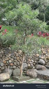 Image result for Cussonia sessilis