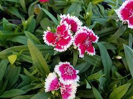 Here S How To Prepare Your Brevard Yard For October