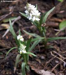 Image result for Zeuxine elongata