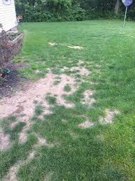 Check spelling or type a new query. What Is The Best Way To Grow Grass Seed In A Bare Spot With Full Sun Hometalk