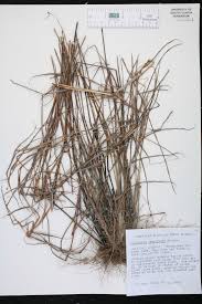 Image result for Digitaria calcarata