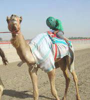 Hereof, are camels afraid of horses? Monday Blues Camel Jockey Terror Kids And Further Proof That God Doesn T Exist