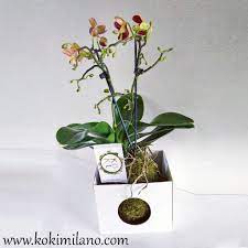 Pin Su Orchid Flower