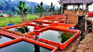 Banyak yang menyimpan ikan ini di kolam atau kolam. 7 Cara Budidaya Ikan Air Tawar Kolam Terpal Bagi Pemula Ilmubudidaya Com