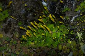 Image result for Polygala claessensii
