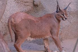 Submitted 2 years ago by phoenixw0lf. Caracal The Living Desert