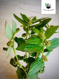 Image result for Euphorbia granulata