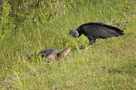 Mnoha cestovatelům se líbila návštěva místa coral castle (7,5 km). Long Pine Key Campground Bewertungen Fotos Everglades Nationalpark Fl Tripadvisor
