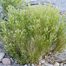 Image result for Microcharis