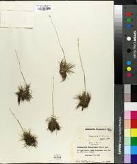 Image result for Syngonanthus poggeanus