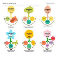 Companion Planting Increases Food Production By 250