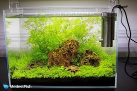 Best 10 Gallon Fish Tank Setup Reviewed
