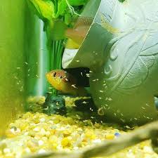 Today Was The Spawns First Day Of Being Freeswimming The Momma A Dad Brought Them Out To Eat Some Live Baby Brine Shrimp I L Brine Shrimp Baby Fish Cute Fish