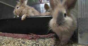 'class a' is not an indication of quality; Vaccinating Bunnies Cbs News
