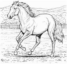 Pin Auf Pferd Ausmalbilder